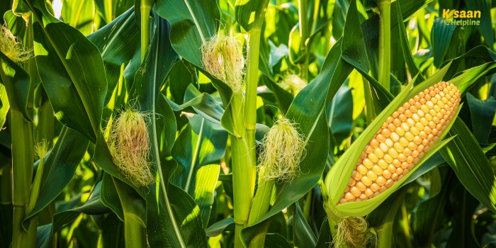 Farming Tips: कम समय में चाहिए बंपर मुनाफा? शुरू करें स्वीटकॉर्न की खेती