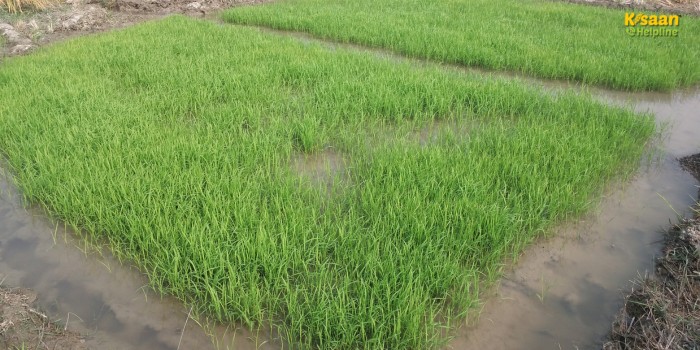 वैज्ञानिक तरीके से तैयार करें धान की नर्सरी, दो गुना बढ़ेगा उत्पादन — जानिए पूरी विधि