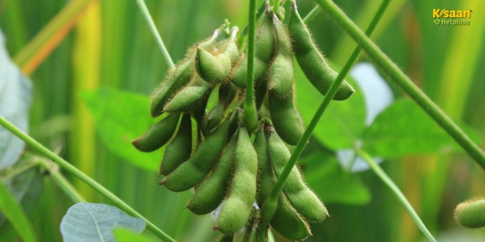 सोयाबीन की नई उन्नत किस्म RVSM 1135: कम समय में अधिक उपज, रोगों से बचाव और सूखे में भी दमदार प्रदर्शन