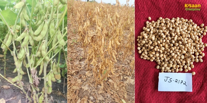 सोयाबीन की नई किस्म JS 2172: कम पानी, विपरीत मौसम में भी ज्यादा पैदावार, किसानों के लिए वरदान
