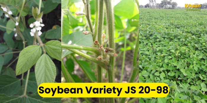 जानिए सोयाबीन की उन्नत किस्म JS 20-98 के फायदे और खूबियाँ
