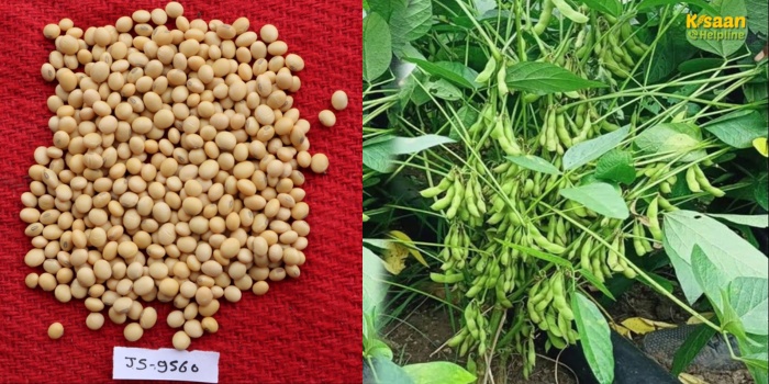 सोयाबीन की उन्नत किस्म JS 95-60: कम समय में अधिक उत्पादन देने वाली किसानों की पहली पसंद