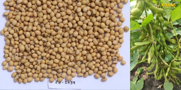 उन्नत सोयाबीन किस्म जेएस 20-34 की विशेषताएं, उत्पादन क्षमता और खेती की विधि जानें