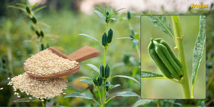 तिल की खेती का व्यवसाय शुरू करें, एक सीजन में कमाएं अच्छा मुनाफा - जानें पूरी विधि