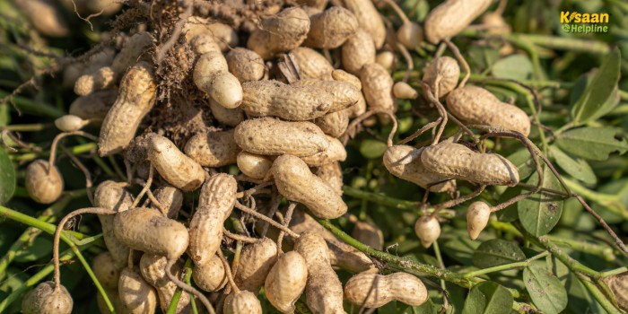 कम समय में ज़्यादा मुनाफ़ा: मूंगफली की ये नई किस्में देंगी ज़्यादा पैदावार और बेहतर तेल की गुणवत्ता