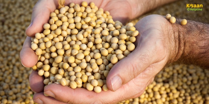 खरीफ 2025 के लिए मध्य प्रदेश में सोयाबीन की अधिक पैदावार वाली किस्में: किसान जानें कौन-सी वैरायटी आपके खेत के लिए है सबसे बेहतर