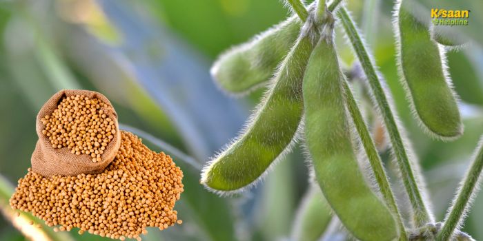 बेहतर पैदावार देने वाली सोयाबीन की अर्ली किस्में: जानिए पूरी जानकारी और खासियतें