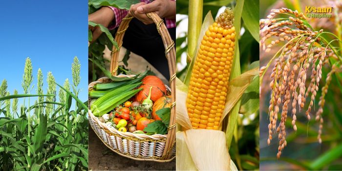 बारिश के मौसम में फसल बचाव की विशेष सलाह: धान, मक्का, सब्जियों और चारे की खेती में करें ये जरूरी उपाय