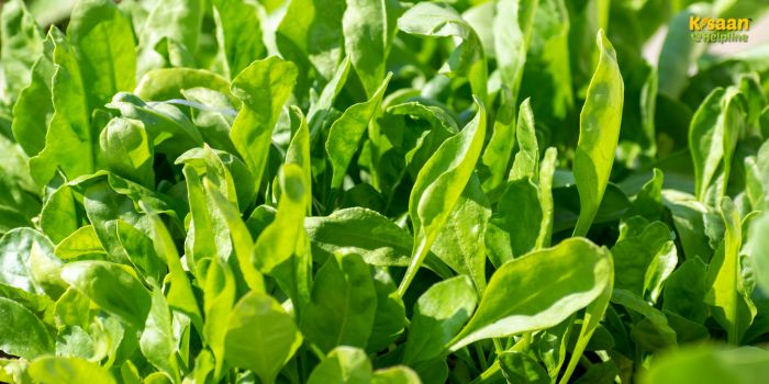पालक की खेती: कम लागत, जल्दी मुनाफा – हर मौसम में करें अच्छी कमाई