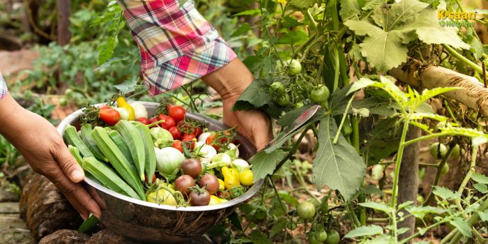 सब्जी फसलों में पोषक तत्वों की कमी को कैसे पहचानें और सुधारें – किसानों के लिए उपयोगी सलाह