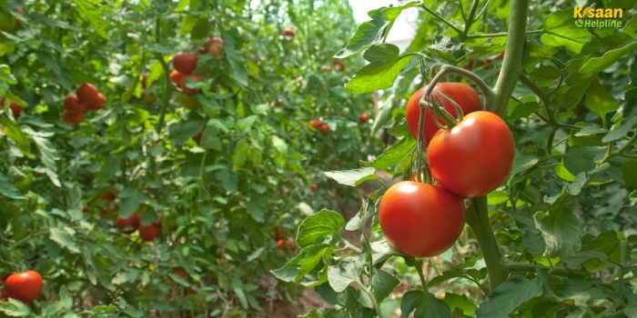 खेती बन रही है कमाई का जरिया- जानिए टमाटर की खेती से कैसे हो रही है लाखों की कमाई