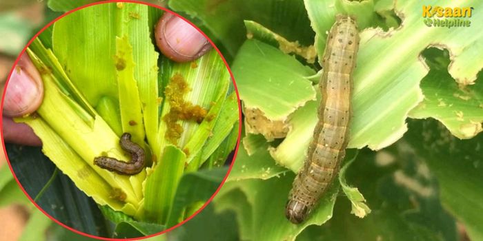 मक्का की फसल पर आर्मी वर्म का खतरा बढ़ा, IARI ने दिए तुरंत नियंत्रण के सुझाव