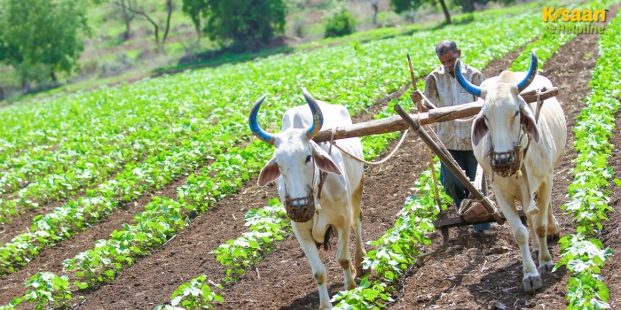 प्रधानमंत्री धन-धान्य कृषि योजना: जानें कैसे मिलेगा किसानों को इसका फायदा