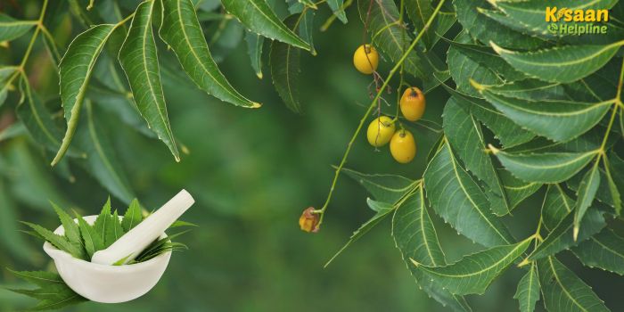 रासायनिक नहीं, अब अपनाइए नीम से बना देसी समाधान, फसल भी बचेगी और खर्च भी घटेगा