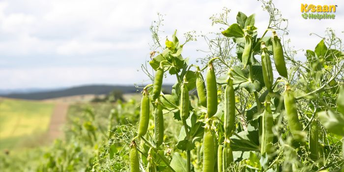 हरी मटर की खेती: कम लागत में अधिक मुनाफा देने वाली फसल, जानिए पूरी जानकारी