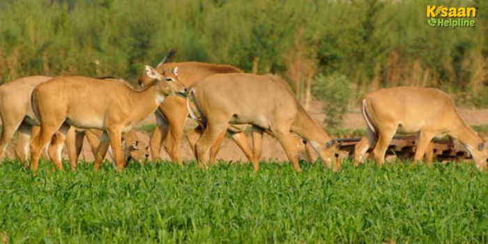 किसानों के लिए रामबाण उपाय: अब नीलगाय और छुट्टा जानवर नहीं करेंगे फसल बर्बाद, घर पर बनाएं ये असरदार घोल