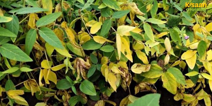 पीला मोजेक रोग से उड़द, मूंग और सोयाबीन की फसलें खतरे में, किसान तुरंत अपनाएं ये असरदार उपाय