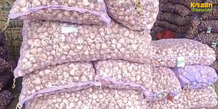 ऊटी लहसुन बीज की कीमत आसमान पर, मंडी में लहसुन के दाम ज़मीन पर – ऊटी लहसुन ने बिगाड़ा गणित