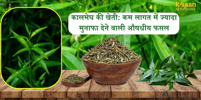 कालमेघ की खेती: कम लागत में ज्यादा मुनाफा देने वाली औषधीय फसल