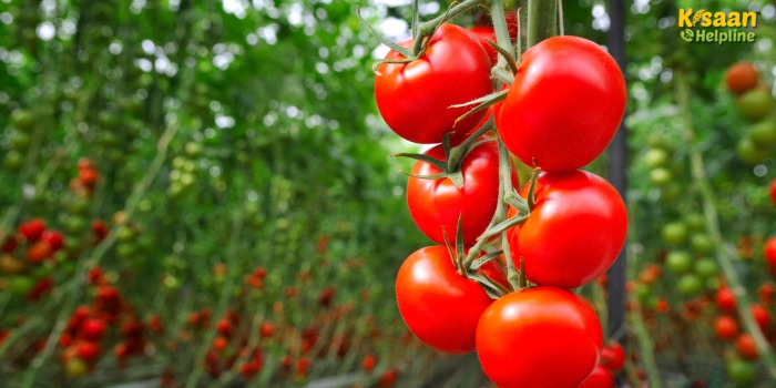 वैज्ञानिक तरीका अपनाकर किसान ने बदली किस्मत, टमाटर से कमाया मुनाफा
