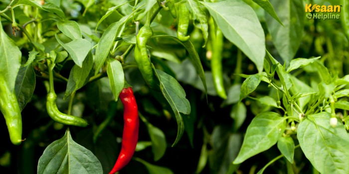 Agriculture Tips: बरसात में मिर्च की फसल को बचाएं, अपनाएं ये देसी तरीके – पैदावार होगी जबरदस्त!