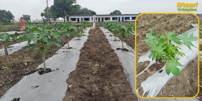 पपीते की खेती: कम समय में ज्यादा मुनाफा देने वाली फसल, जानें वैज्ञानिक तरीके