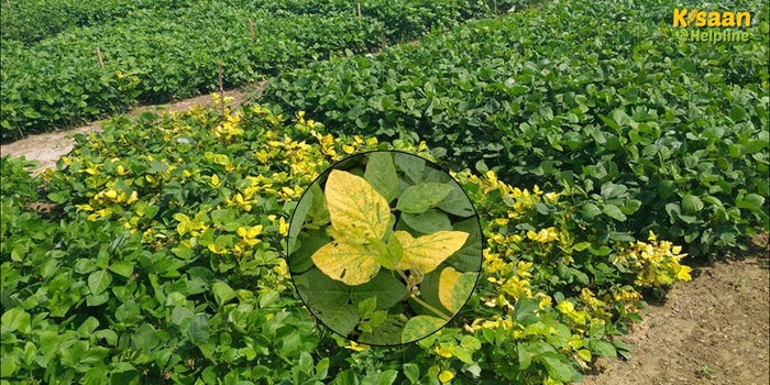 सोयाबीन की फसल में पीले पत्तों का खतरा! मोजेक वायरस फैला रहा तबाही, किसान करें ये जरूरी उपाय
