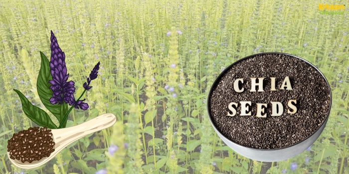 सुपरफूड चिया सीड्स की खेती: कम खर्च, कम पानी और ज्यादा पैदावार का फार्मूला
