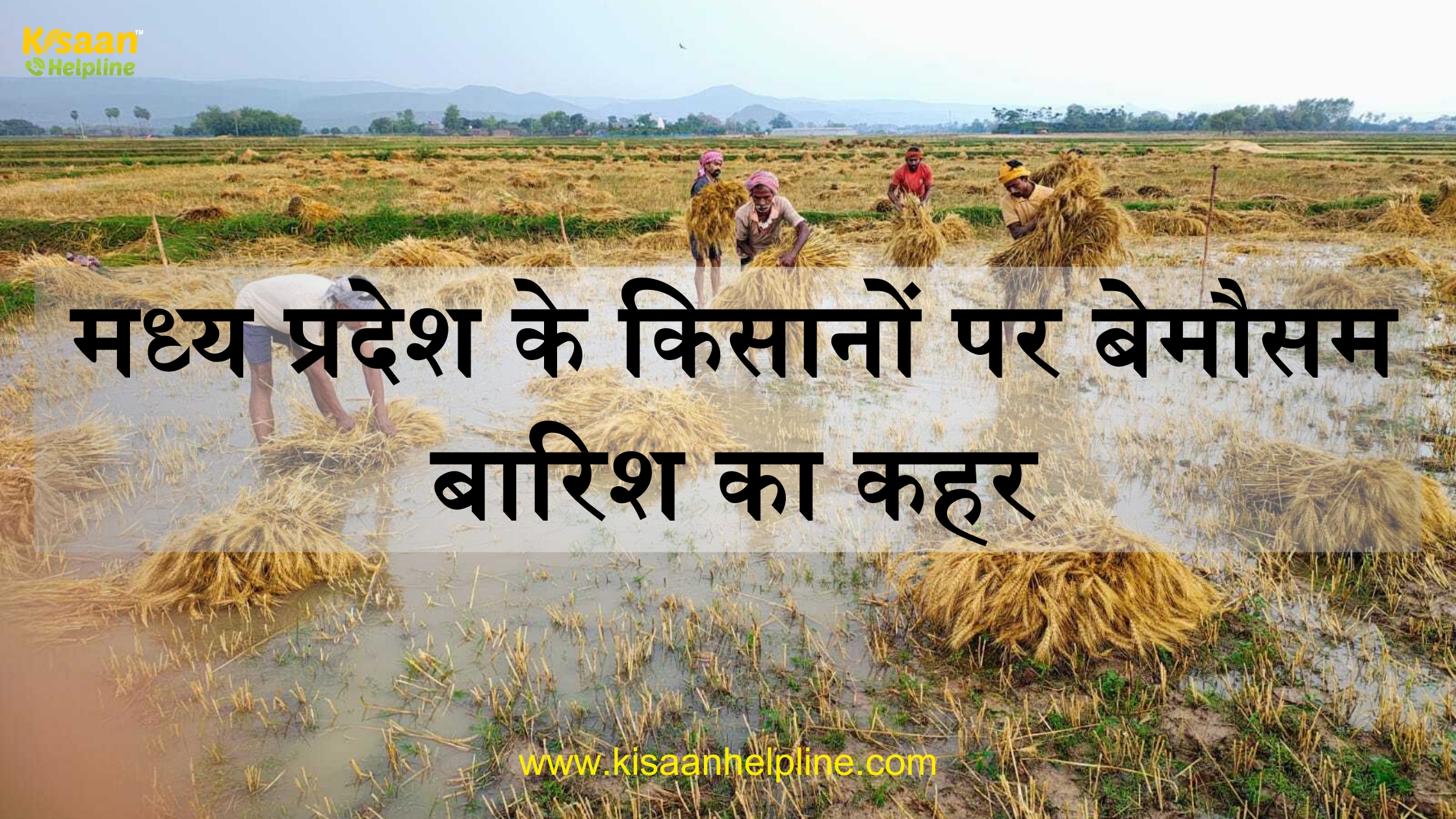 मध्य प्रदेश के किसानों पर बेमौसम बारिश का कहर — आंखों में आंसू और खेतों में बर्बादी का मंज़र!