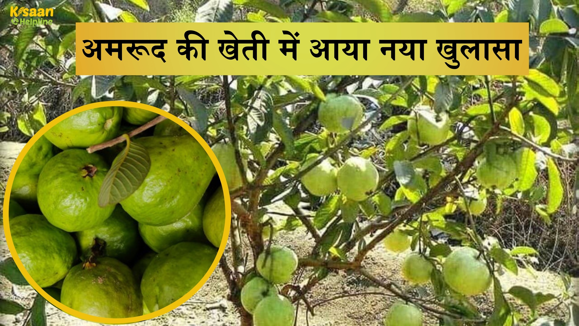 अमरूद की खेती में आया नया खुलासा – अब तेजी से बढ़ेंगे पेड़ और मिलेंगे जल्दी फल