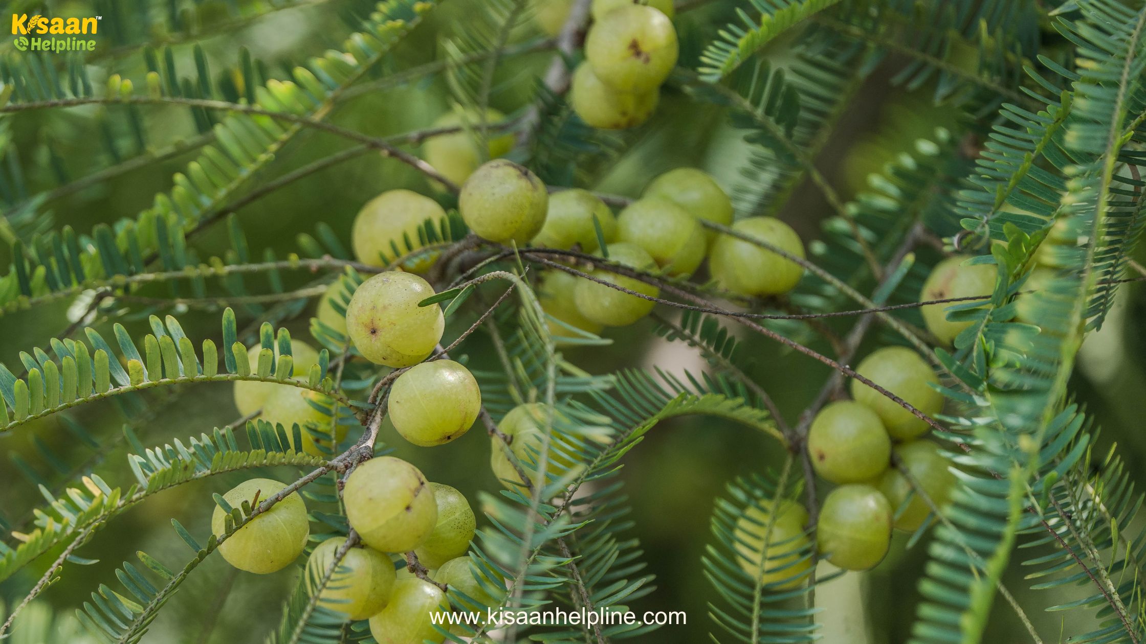 आंवला बना किसानों की कमाई का नया आधार, आंवला से भरतपुर में खुशहाली लौटी