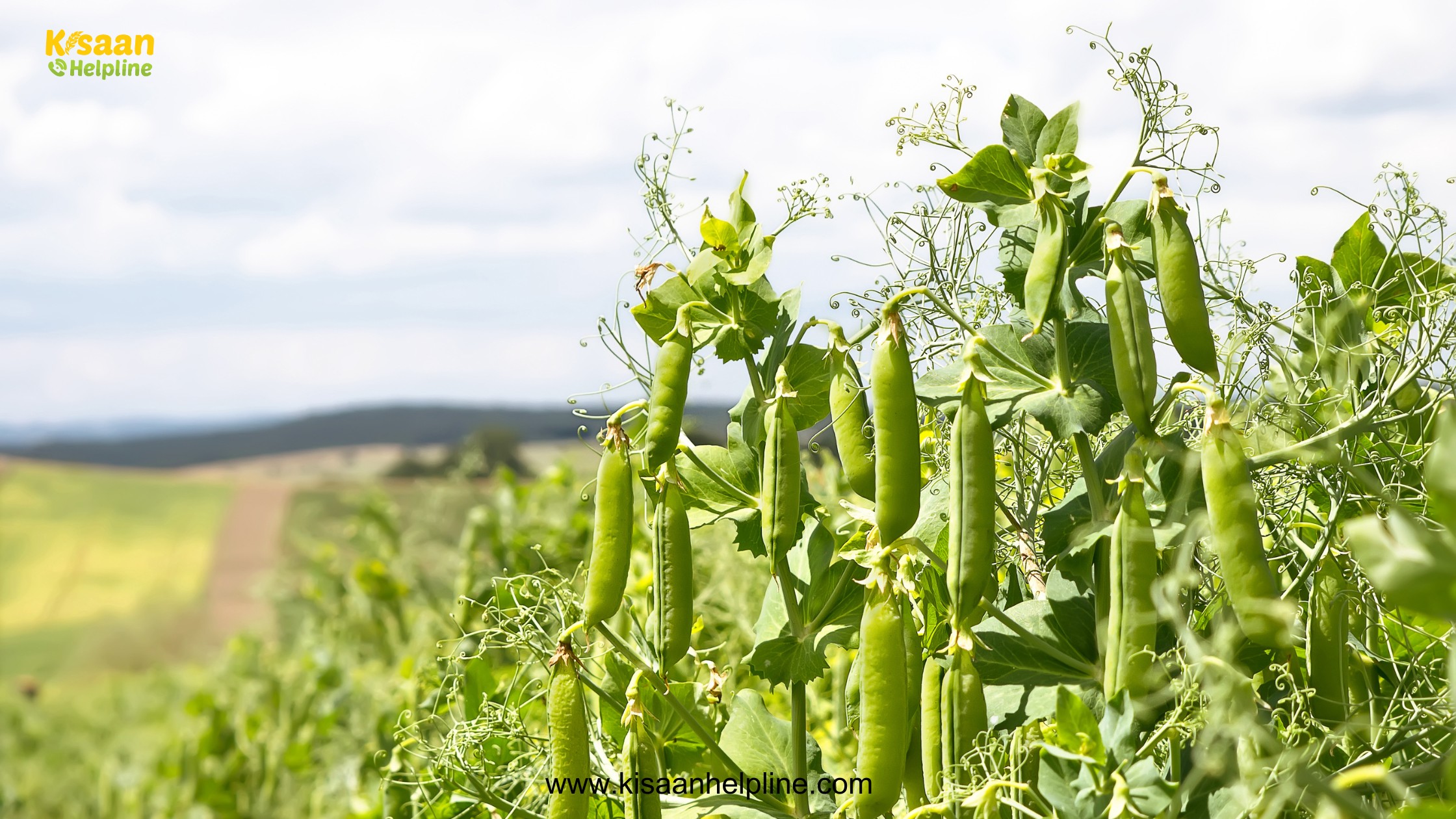 मटर की ज्यादा पैदावार का नया फार्मूला! किसान भाइयों के लिए ज़रूरी सलाह