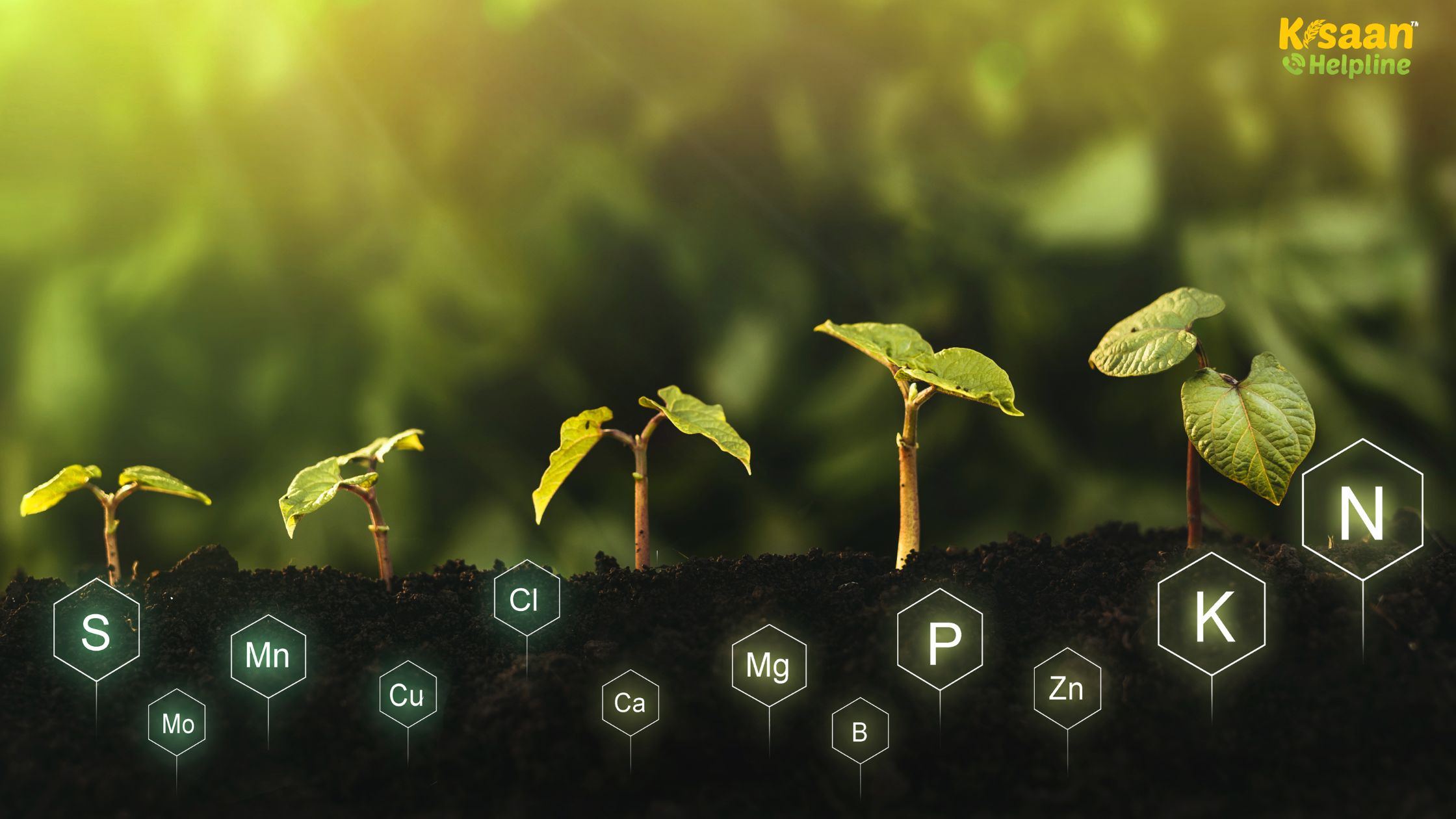 रबी फसलों में पोषक तत्वों की कमी से होने वाले नुकसान और उनके लक्षण