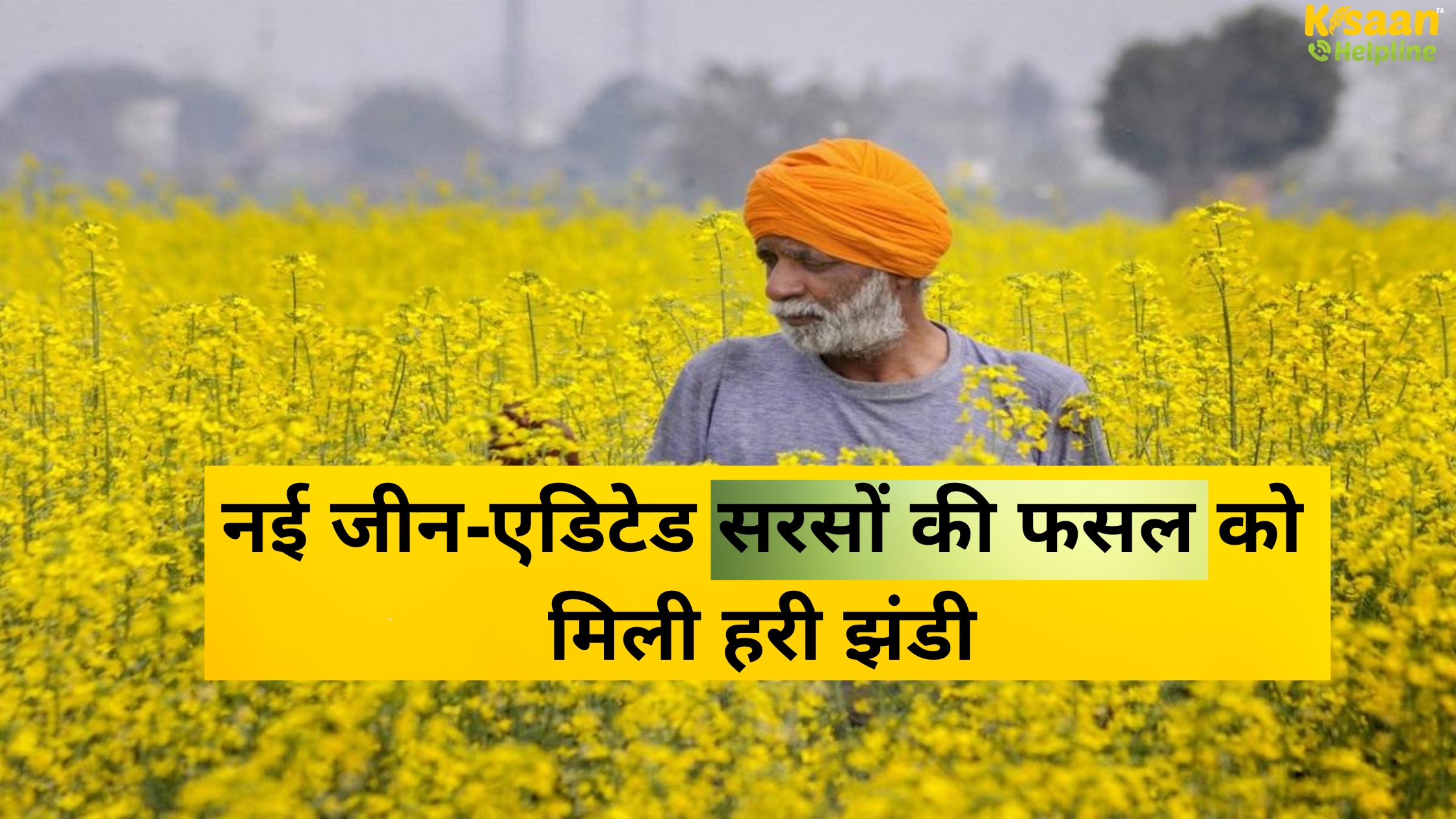 नई जीन-एडिटेड सरसों की फसल को मिली हरी झंडी