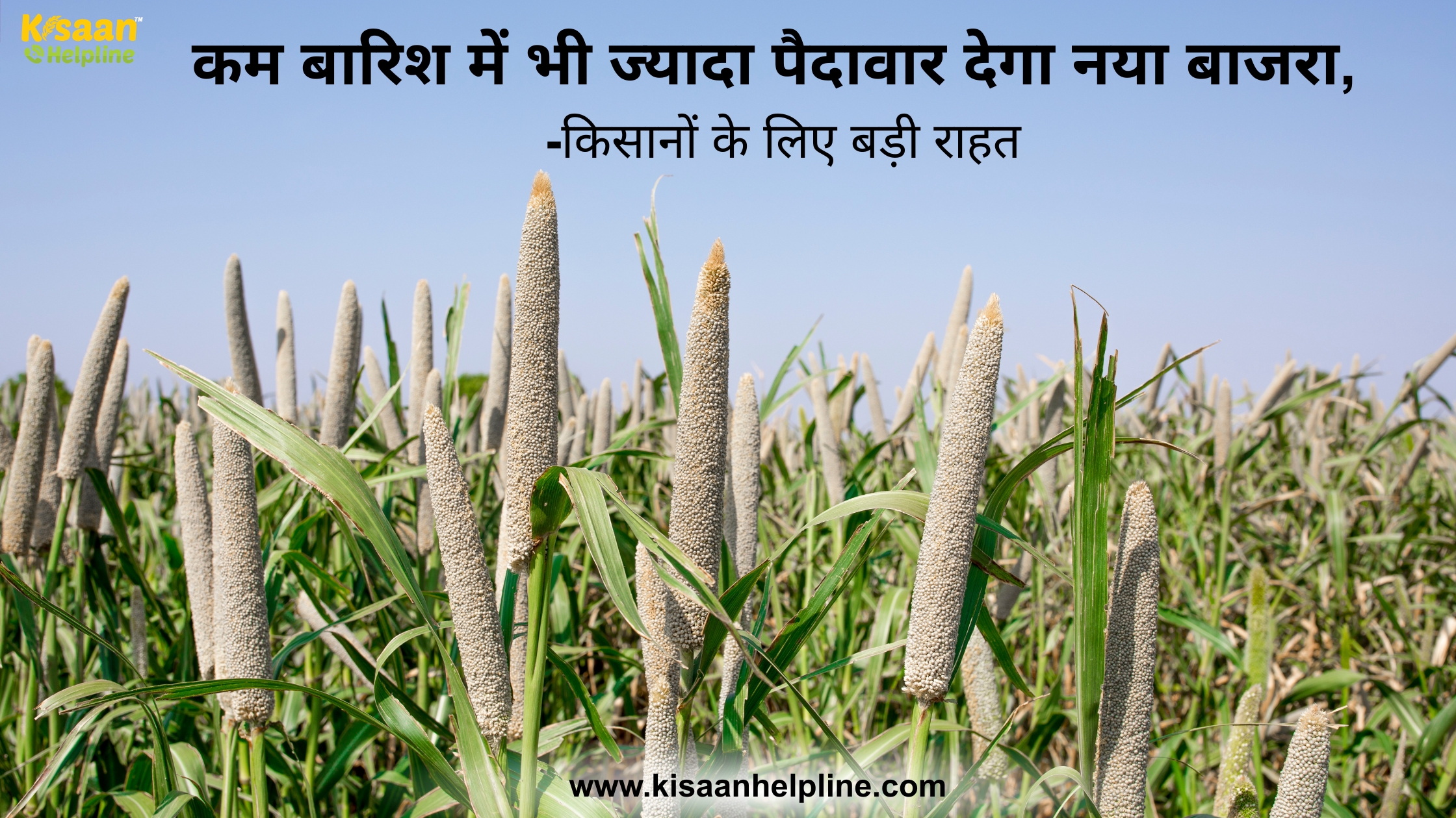 कम बारिश में भी ज्यादा पैदावार देगा नया बाजरा, किसानों के लिए बड़ी राहत