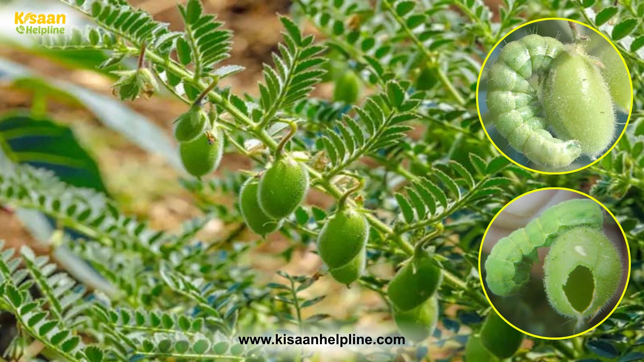 चना की फसल पर मंडरा रहा बड़ा खतरा फली छेदक और दीमक से 60 % तक नुकसान की आशंका