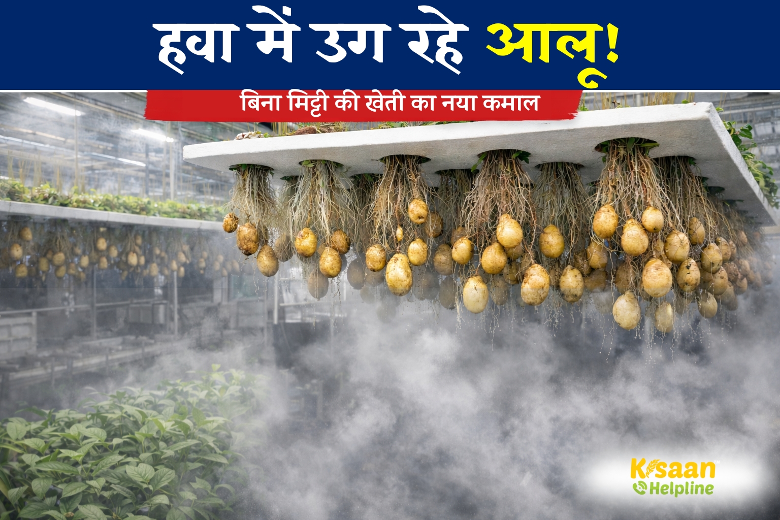 अब खेत नहीं चाहिए! हवा में उगाए जा रहे हैं आलू, ग्वालियर के वैज्ञानिकों की नई खोज