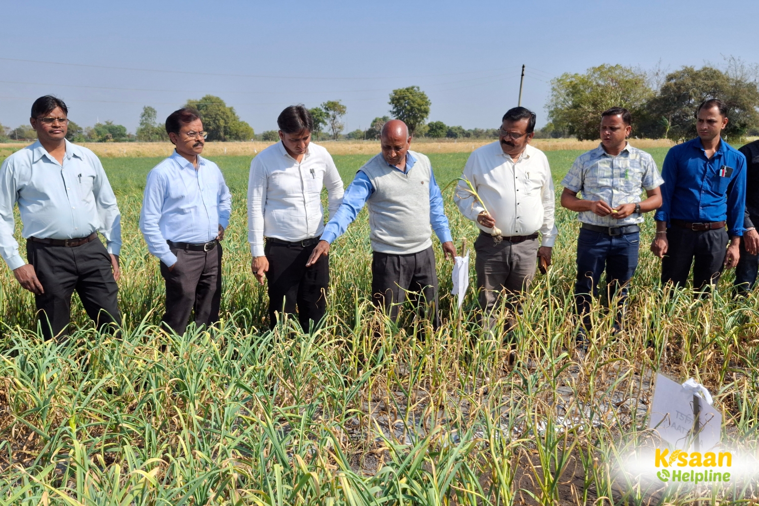 ग्राम धमनार के प्रगतिशील कृषक श्री बद्रीलाल धाकड़ ने विकसित की लहसुन की दो उन्नत किस्में – धमनार क्रांति एवं धमनार डायमंड