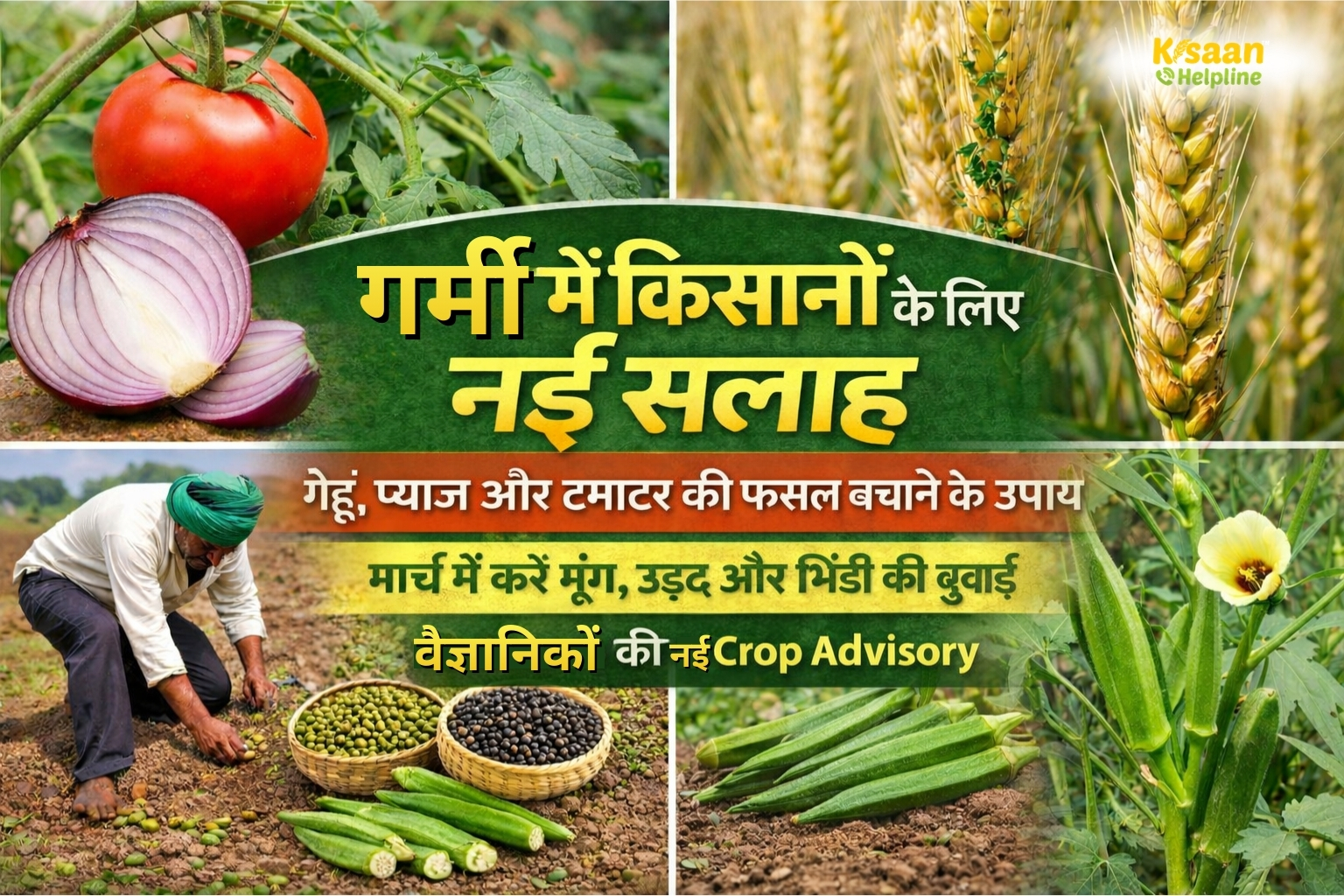 बढ़ते तापमान के बीच किसानों के लिए नई कृषि सलाह: गेहूं, प्याज-टमाटर की फसल संभालें, मूंग-उड़द और भिंडी की करें समय पर बुवाई