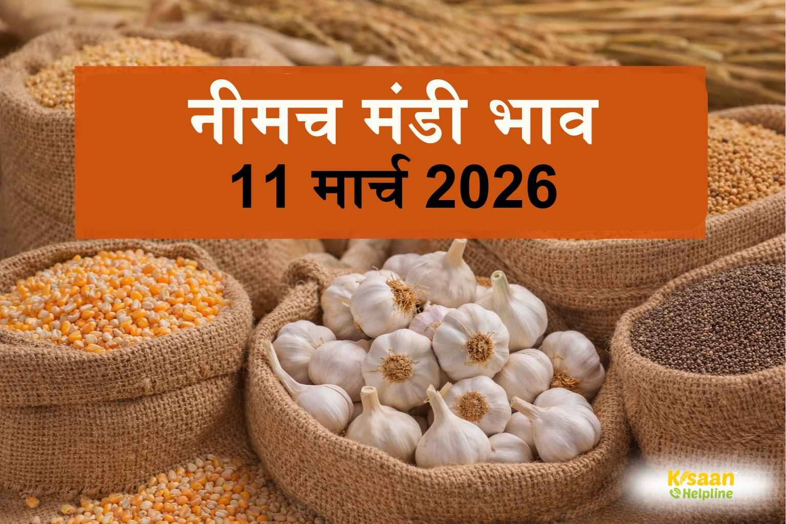 नीमच मंडी रिपोर्ट: 11 मार्च को लहसुन 12,200 रु. तक बिका, पोस्ता और अश्वगंधा के भी मिले मजबूत दाम