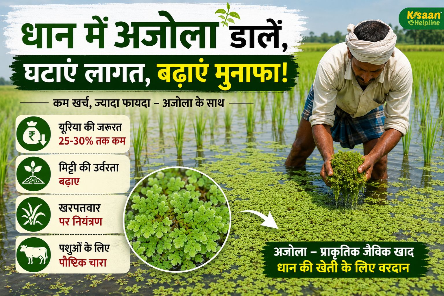 धान किसानों के लिए खुशखबरी! खेत में अजोला डालकर बचाएं खाद का खर्च, बढ़ाएं मिट्टी की ताकत