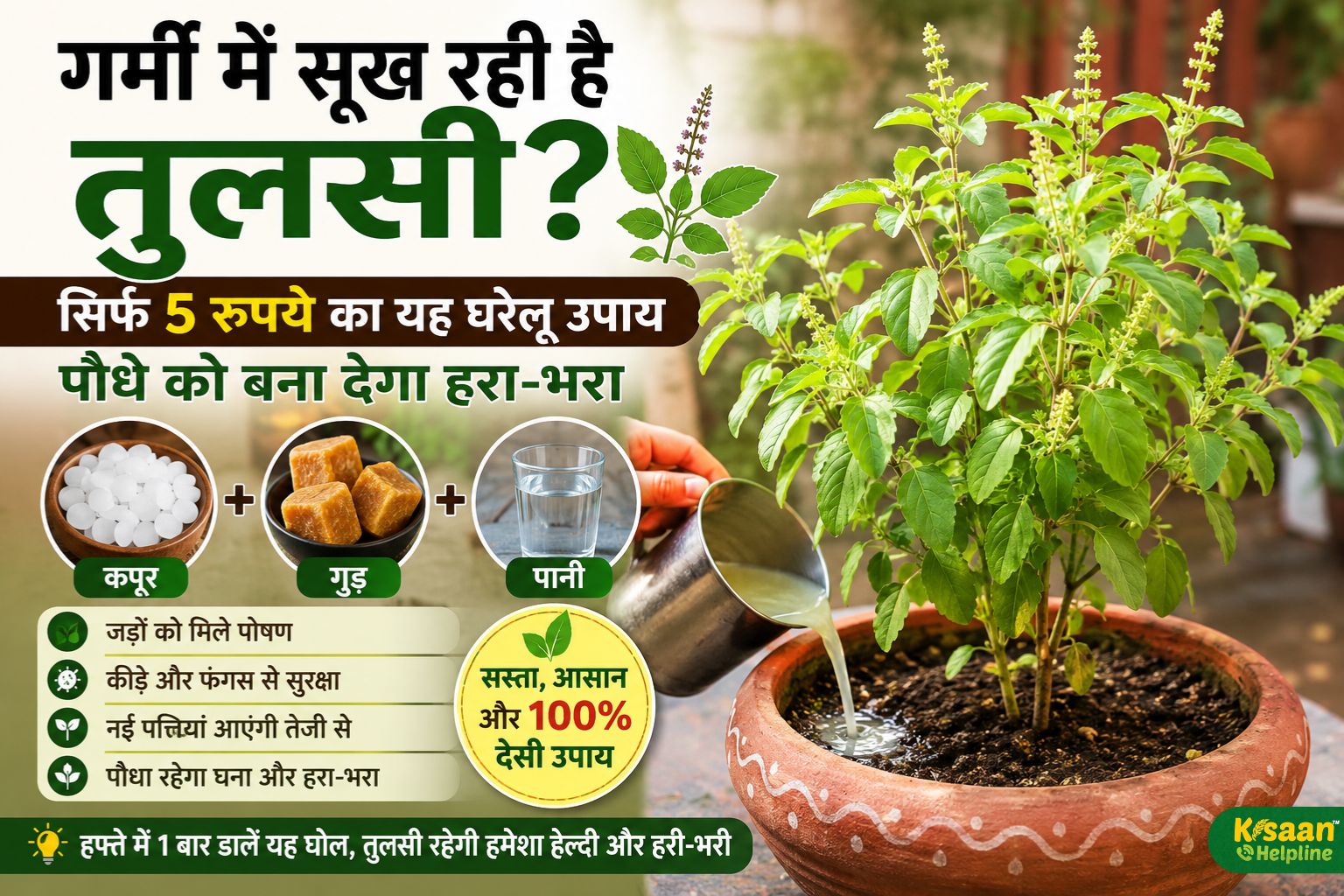गर्मी में सूख रही है तुलसी? सिर्फ 5 रुपये का यह घरेलू उपाय पौधे को बना सकता है हरा-भरा