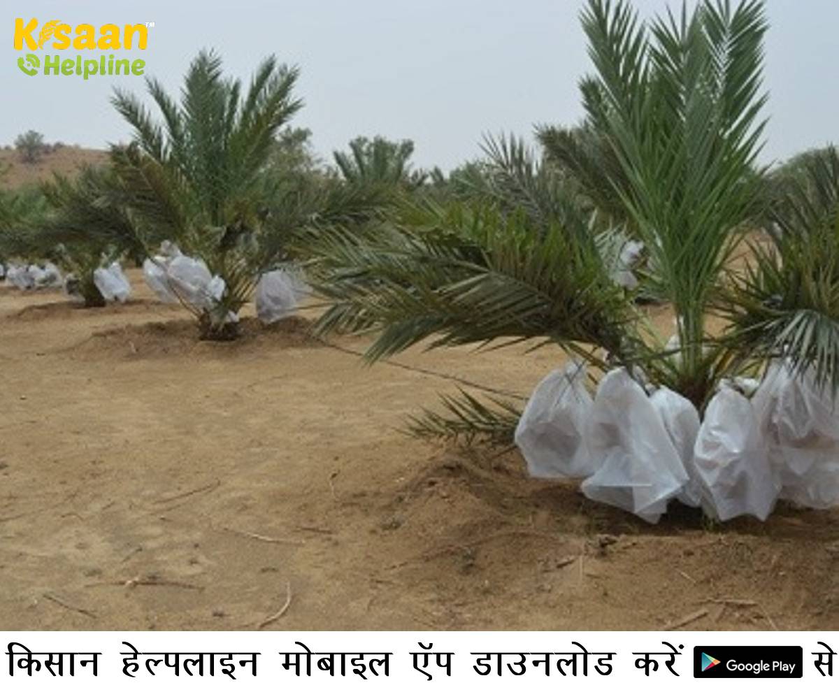 बाड़मेर में खजूर के पौधे ने बदल दी किसानों की किस्मत