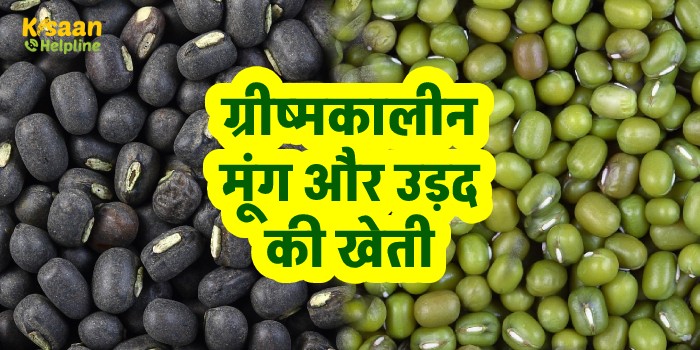 ग्रीष्मकालीन मूंग और उड़द की खेती, जानिए बुवाई का सही समय और खेती के तौर तरीके