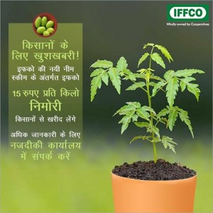 किसानों के लिए नीम का फल हुअा मीठा :इफको को निमोरियाँ बेचकर किसान कर सकते है अतिरिक्त कमाई