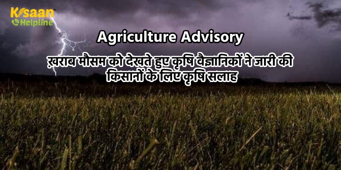 खराब मौसम को देखते हुए कृषि वैज्ञानिकों ने जारी की किसानों के लिए कृषि सलाह