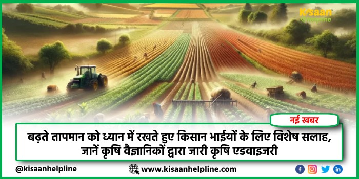 बढ़ते तापमान को ध्यान में रखते हुए किसान भाईयों के लिए विशेष सलाह, जानें कृषि वैज्ञानिकों द्वारा जारी कृषि एडवाइजरी