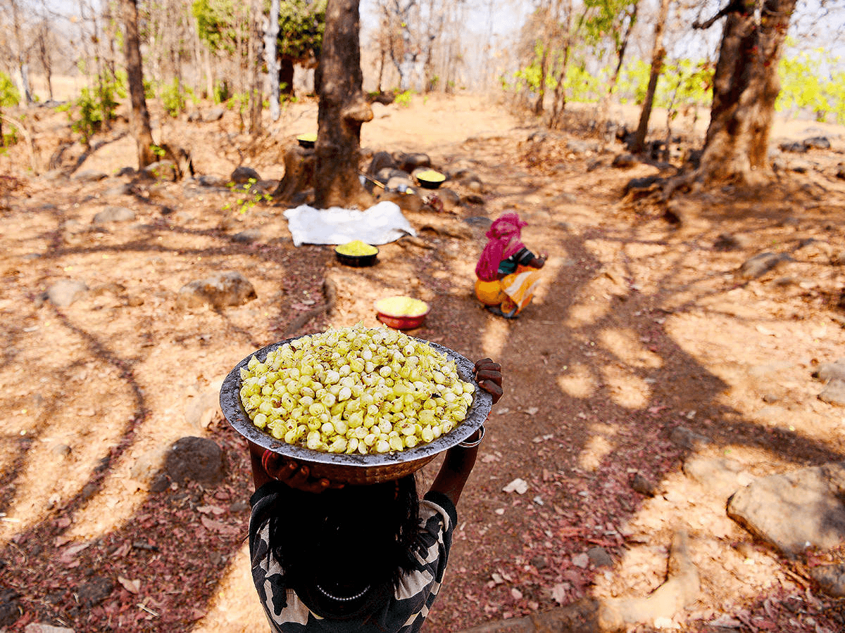 लघु वनोपज के लिए एमएसपी में 16-30 फीसद की बढ़ोतरी करेगा केंद्र