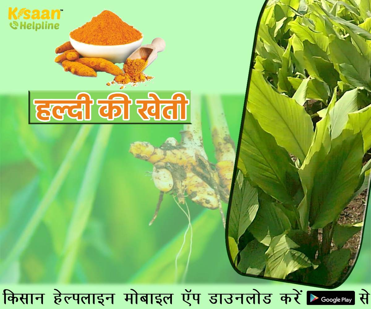 हल्दी की खेती: किसान भाई हल्दी की खेती करके कर सकते है अच्छी कमाई