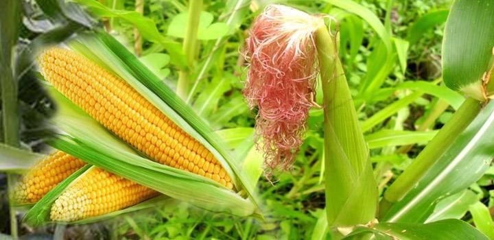 धान के बराबर मुनाफा देगी मक्का की फसल, किसानो को राहत 